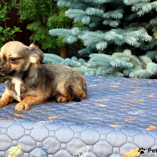 Изображение питомца