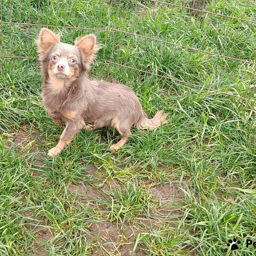 Изображение питомца