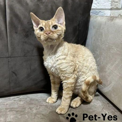 Изображение питомца