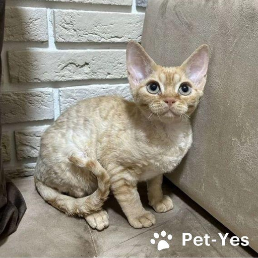 Изображение питомца