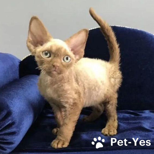 Изображение питомца