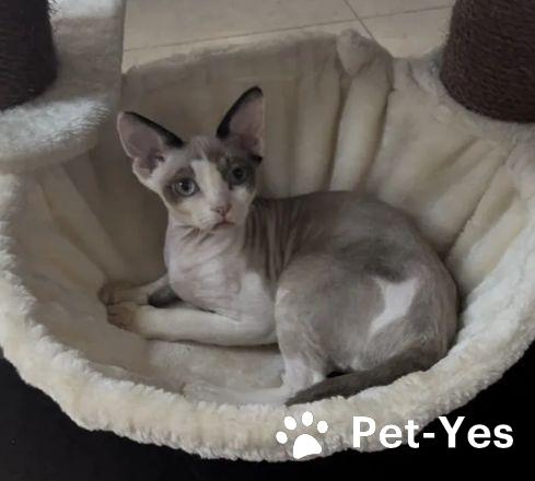 Изображение питомца