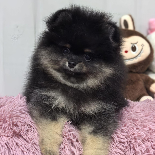 Изображение питомца