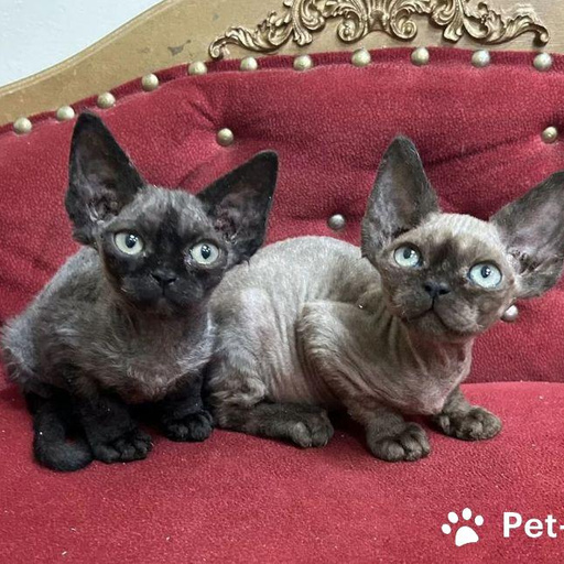 Изображение питомца