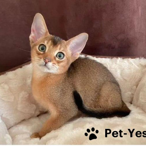 Изображение питомца