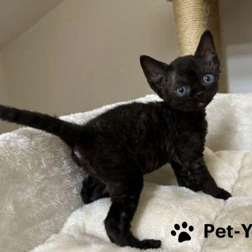 Изображение питомца