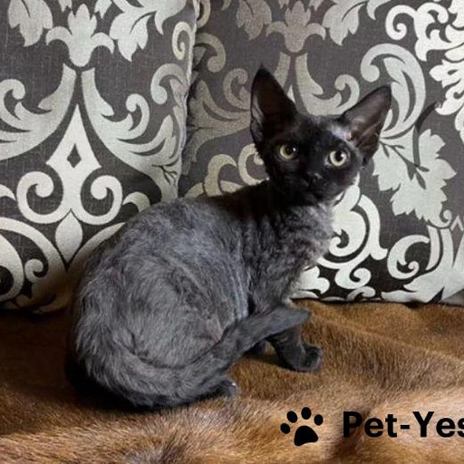 Изображение питомца