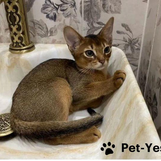 Изображение питомца