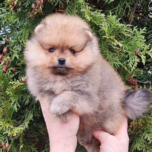 Изображение питомца