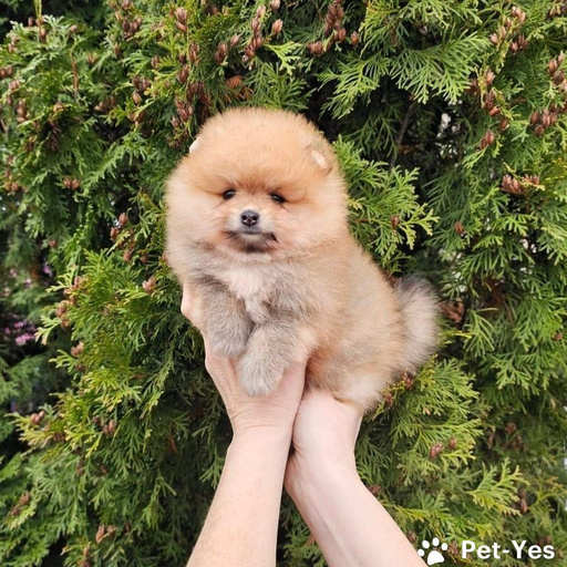 Изображение питомца