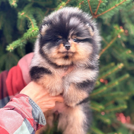 Изображение питомца