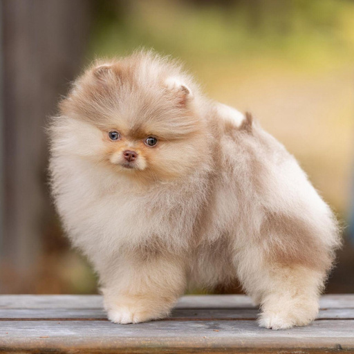 Изображение питомца