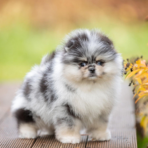 Изображение питомца