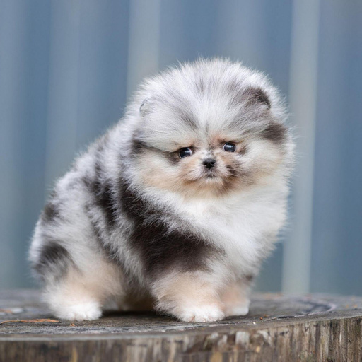 Изображение питомца