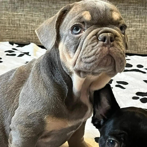 Изображение питомца