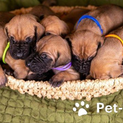 Изображение питомца