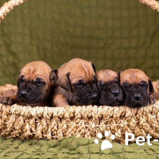 Изображение питомца