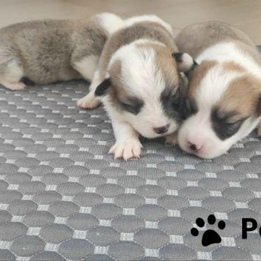 Изображение питомца