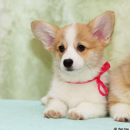 Изображение питомца