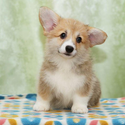 Изображение питомца