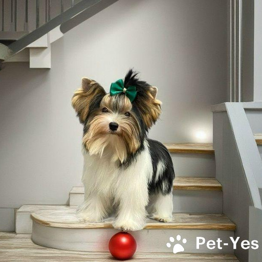 Изображение питомца