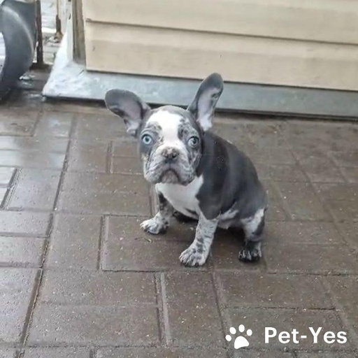 Изображение питомца