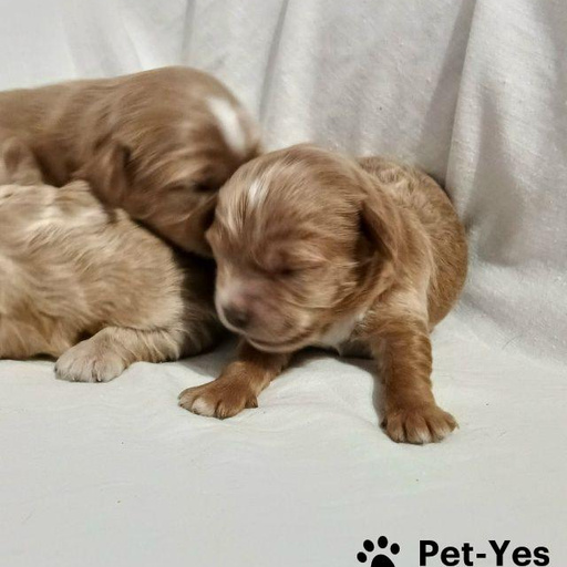 Изображение питомца