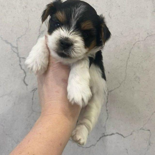 Изображение питомца