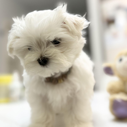 Изображение питомца