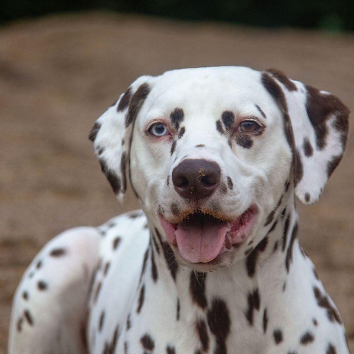 Изображение питомца