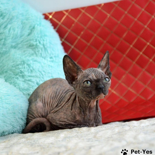 Изображение питомца