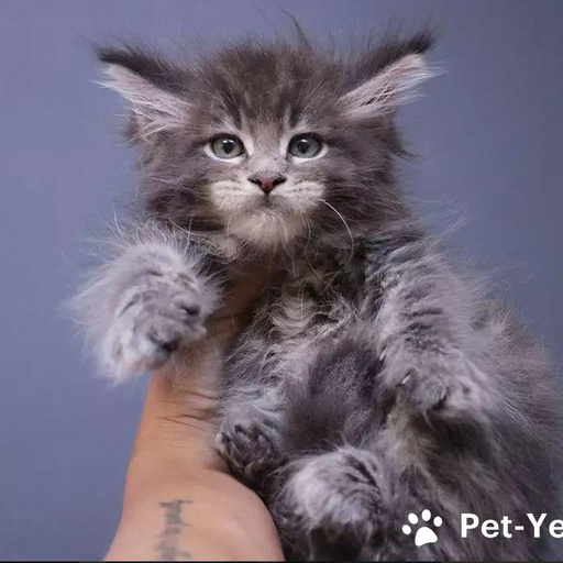 Изображение питомца