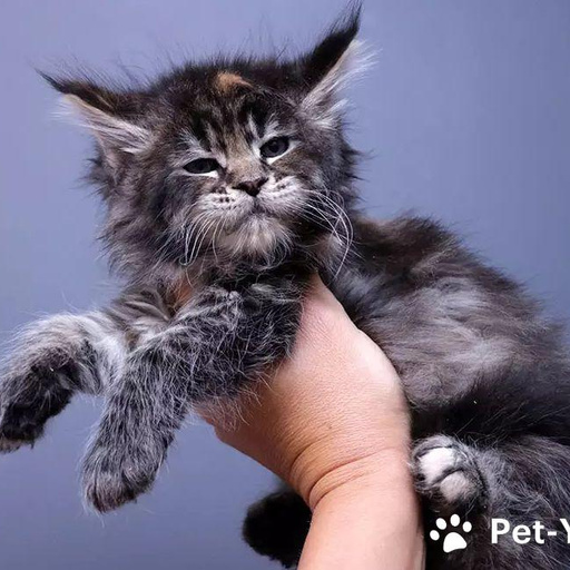 Изображение питомца