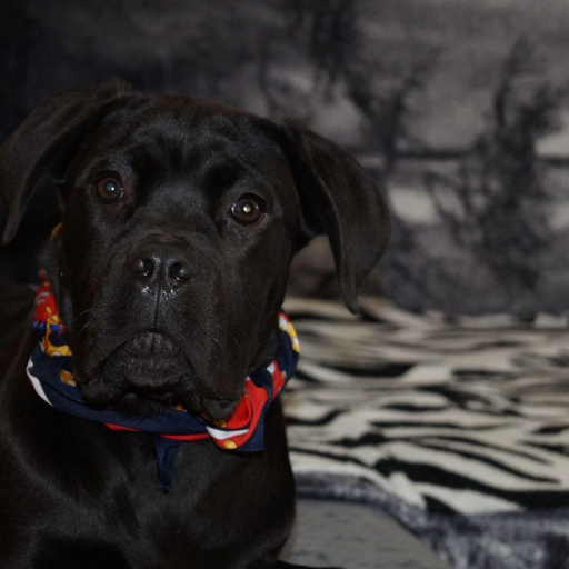 Изображение питомца