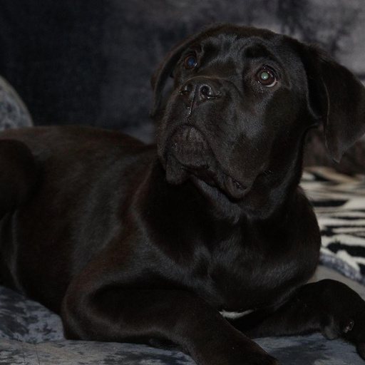 Изображение питомца