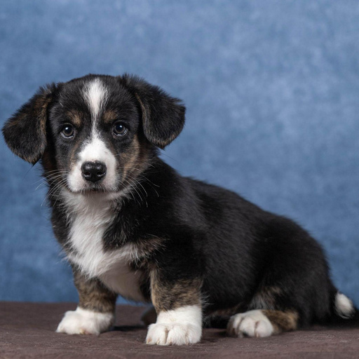 Изображение питомца