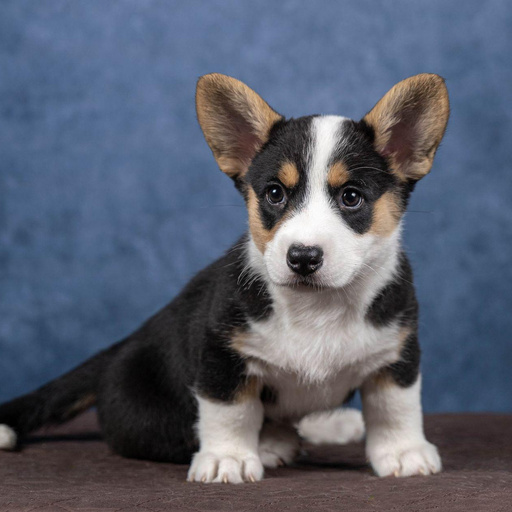 Изображение питомца