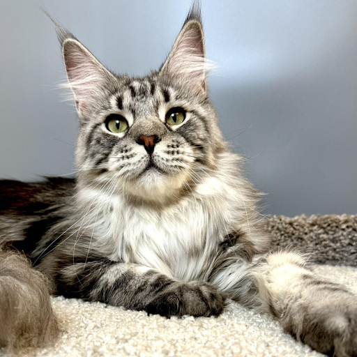 Изображение питомца