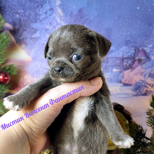 Изображение питомца