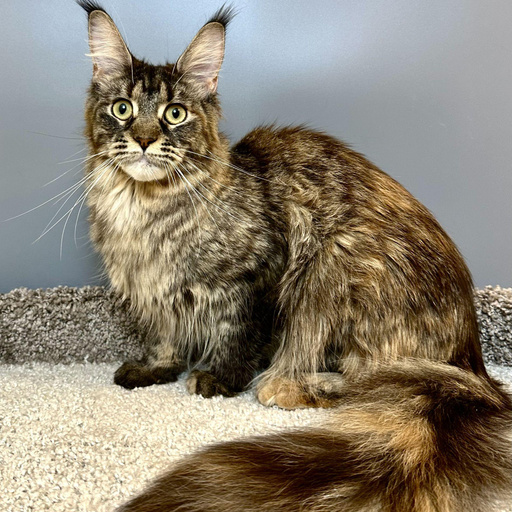 Изображение питомца