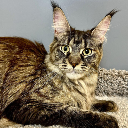 Изображение питомца