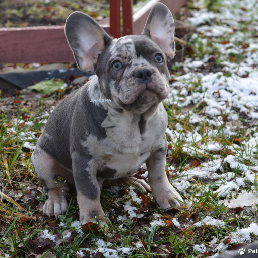 Изображение питомца