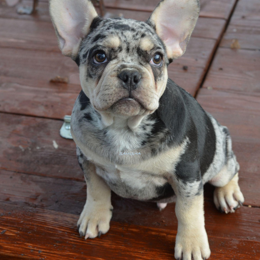 Изображение питомца