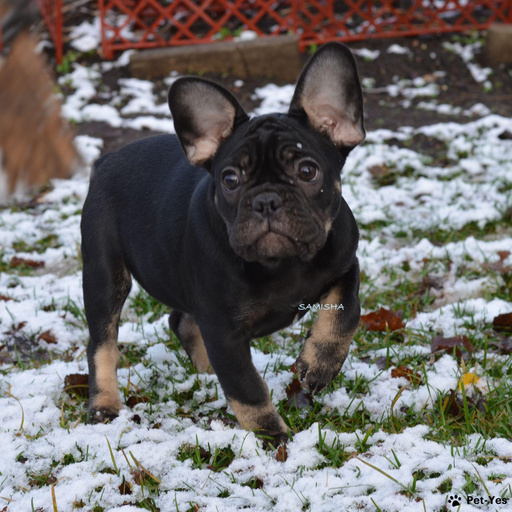 Изображение питомца