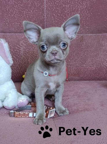 Изображение питомца