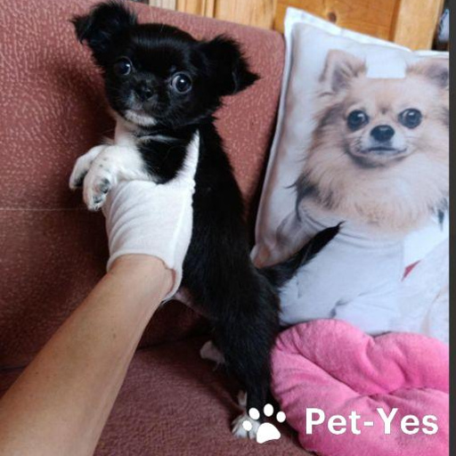 Изображение питомца