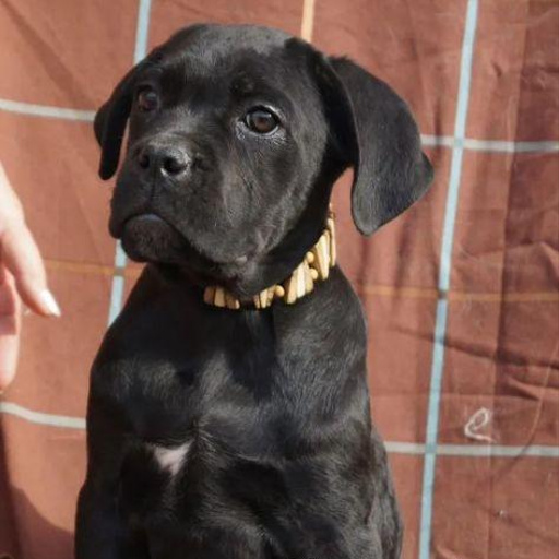 Изображение питомца