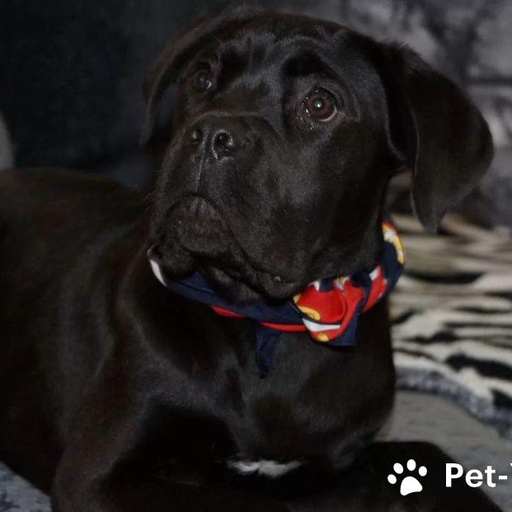 Изображение питомца