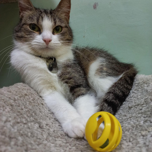 Изображение питомца