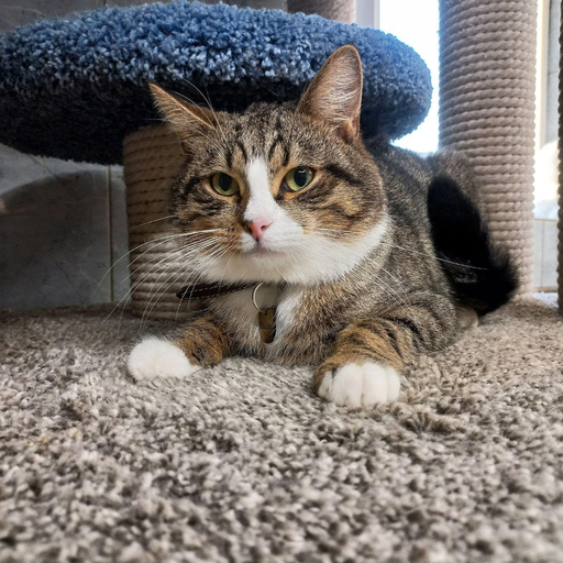 Изображение питомца